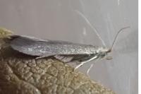 Coleophora serratella