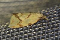 Agapeta hamana