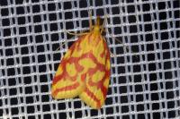 Hypercallia citrinalis