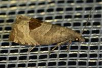 Notocelia uddmanniana