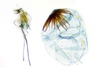 Tinagma ocnerostomella