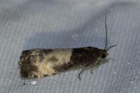 Notocelia cynosbatella