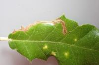 Stigmella suberivora