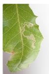 Acrocercops brongniardella