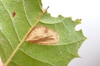Phyllonorycter messaniella