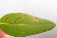 Fomoria septembrella