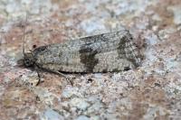 Celypha striana