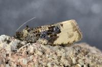 Hedya ochroleucana