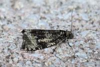 Celypha lacunana