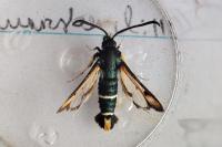 Pyropteron chrysidiforme