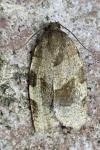 Choristoneura hebenstreitella