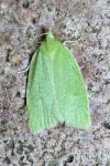 Tortrix viridana