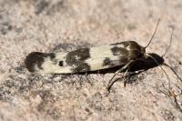 Enolmis acanthella
