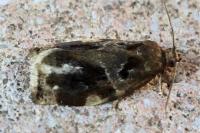 Archips xylosteana