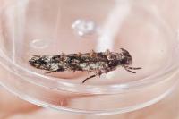 Psoricoptera gibbosella