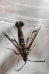 Chamaesphecia empiformis