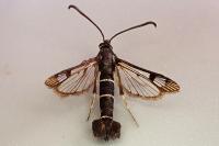 Synanthedon tipuliformis