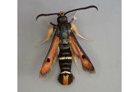 Pyropteron chrysidiforme