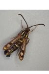 Chamaesphecia empiformis