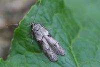 Blastobasis glandulella