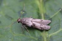 Blastobasis glandulella
