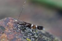 Cosmopterix pulchrimella
