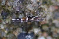 Cosmopterix pulchrimella