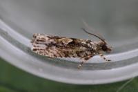 Zeiraphera isertana
