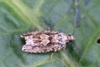 Zeiraphera isertana