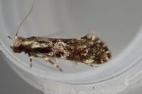 Dryadaula heindeli