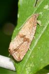 Celypha striana