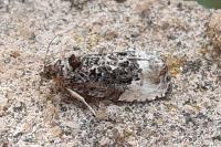 Hedya nubiferana