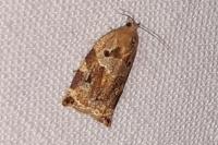 Archips xylosteana