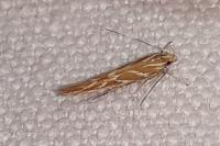 Pyroderces argyrogrammos