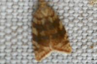 Aleimma loeflingiana