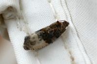 Hedya nubiferana