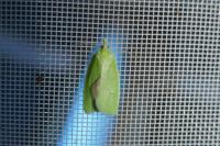 Tortrix viridana