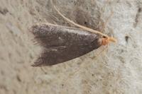 Eurodachtha pallicornella