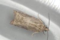 Rhopobota naevana