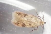 Borkhausenia fuscescens