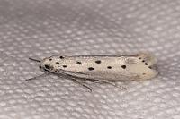 Ethmia terminella