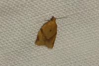 Clepsis consimilana