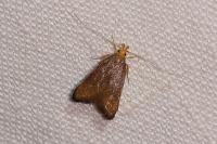 Eurodachtha pallicornella