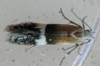 Aproaerema polychromella