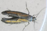 Ochromolopis ictella
