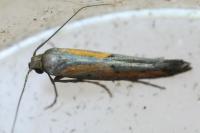 Ochromolopis ictella