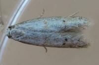 Symmocoides oxybiella