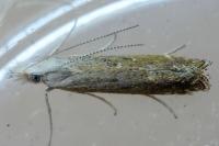 Isophrictis