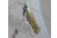 Isophrictis