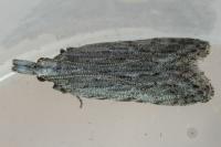 Anarsia